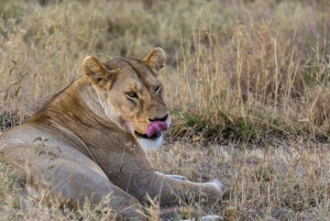 2 Days 1 night Mikumi NP Sharing safari: from Dar es Salaam