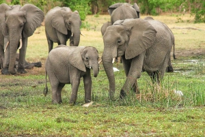 2 days 1 night Nyerere national park Flight from Zanzibar