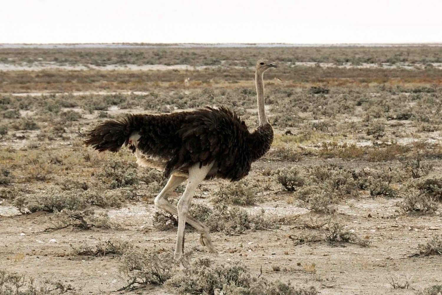 2 Tage 1 Nacht Nyerere-Nationalpark ab Sansibar per Flug