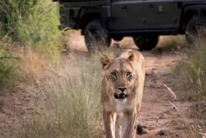 2 dagen 1 nacht Nyerere National Park vanuit Zanzibar per vliegtuig
