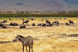 2 jours 1 nuit parc national Nyerere depuis Zanzibar par vol