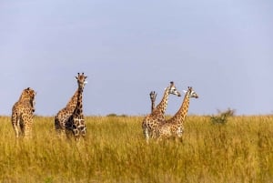 2 jours 1 nuit parc national Nyerere depuis Zanzibar par vol