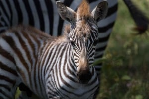 2 jours 1 nuit parc national Nyerere depuis Zanzibar par vol