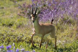 2 jours 1 nuit parc national Nyerere depuis Zanzibar par vol