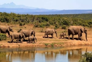 2 jours 1 nuit parc national Nyerere depuis Zanzibar par vol