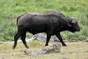 2 jours 1 nuit parc national Nyerere depuis Zanzibar par vol