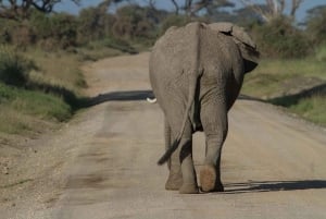 2 jours 1 nuit parc national Nyerere depuis Zanzibar par vol