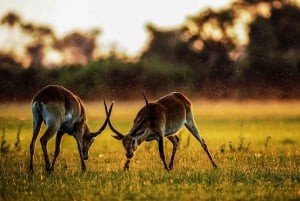 2 Days 1 Night Nyerere National Park from Zanzibar by flight