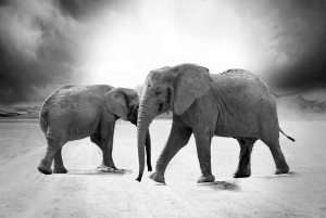 2 Days 1 Night Nyerere National Park from Zanzibar by flight