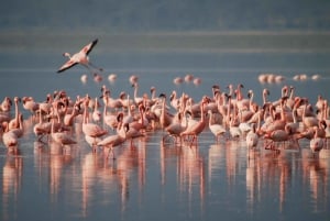 2-Days 1-night Nyerere National Park by flight from Zanzibar