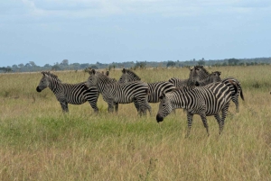 2 Days 1 Night Nyerere National Park from Zanzibar by flight