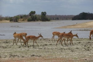 2 giorni, 1 notte Selous Game Reserve/Parco Nazionale di Nyerere