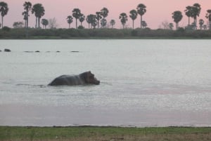 2 dage, 1 nat Selous Game Reserve/ Nyerere National Park