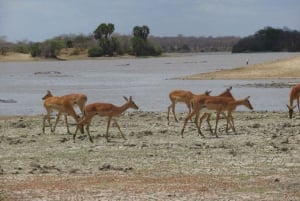 2 dage, 1 nat Selous Game Reserve/ Nyerere National Park
