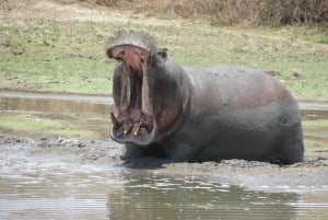 2 dage, 1 nat Selous Game Reserve/ Nyerere National Park