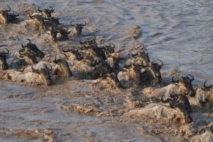 2 dias e 1 noite Tarangire e Cratera de Ngorongoro