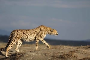 2 Dagen 1 Nacht Tarangire & Ngorongoro Krater