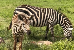 Arusha: 2-dniowe safari „Wielka piątka” do Tarangire i Ngorongoro