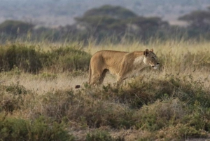 2 dni w Amboseli z Land Cruiserem 4x4 (pokój budżetowy lub luksusowy)