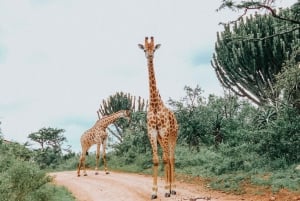 2-дневное сафари в национальных парках Тарангире и озеро Маньяра, отправление из Аруши