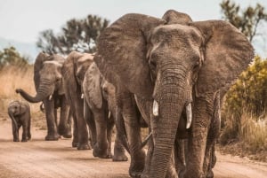 2-дневное сафари в национальных парках Тарангире и озеро Маньяра, отправление из Аруши
