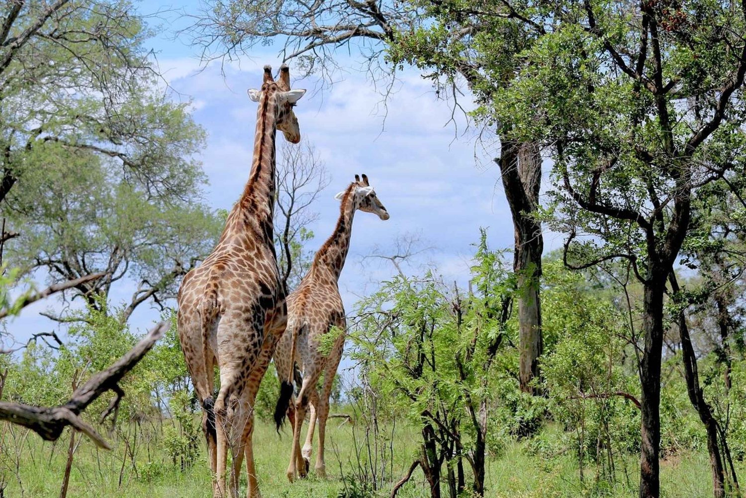 2 dagen goedkope safari in Mikumi NP & culturele tour bij de Maasai