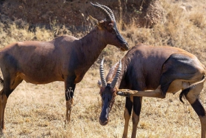 2日間格安ミクミ国立公園サファリ＆マサイ文化ツアー