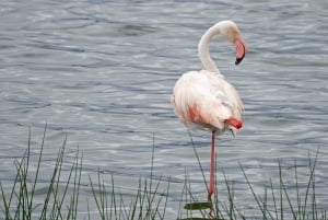 2日間格安ミクミ国立公園サファリ＆マサイ文化ツアー