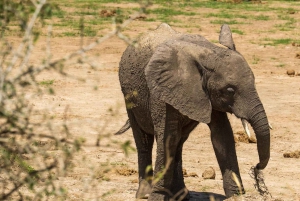 2日間格安ミクミ国立公園サファリ＆マサイ文化ツアー