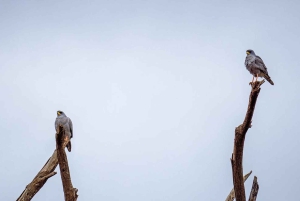 Safari de 2 jours à petit prix dans le parc national de Mikumi et aux chutes d'eau au départ de Dar es Salaam
