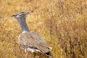 Safari de 2 jours à petit prix dans le parc national de Mikumi et aux chutes d'eau au départ de Dar es Salaam