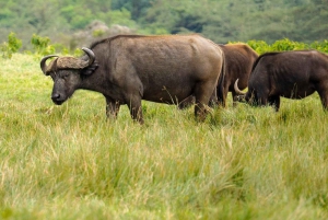 Safari de 2 jours à petit prix dans le parc national de Mikumi et aux chutes d'eau au départ de Dar es Salaam