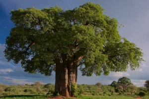 2 Days Cheap mikumi NP safari & waterfall from Dar es salaam