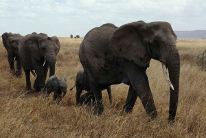 2 TAGE FLUGSAFARI ABENTEUER VON SANSIBAR NACH NYERERE