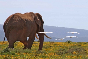 2 TAGE FLUGSAFARI ABENTEUER VON SANSIBAR NACH NYERERE