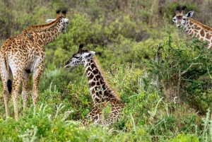 2 TAGE FLUGSAFARI ABENTEUER VON SANSIBAR NACH NYERERE