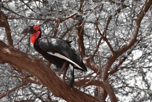 2 TAGE FLUGSAFARI ABENTEUER VON SANSIBAR NACH NYERERE