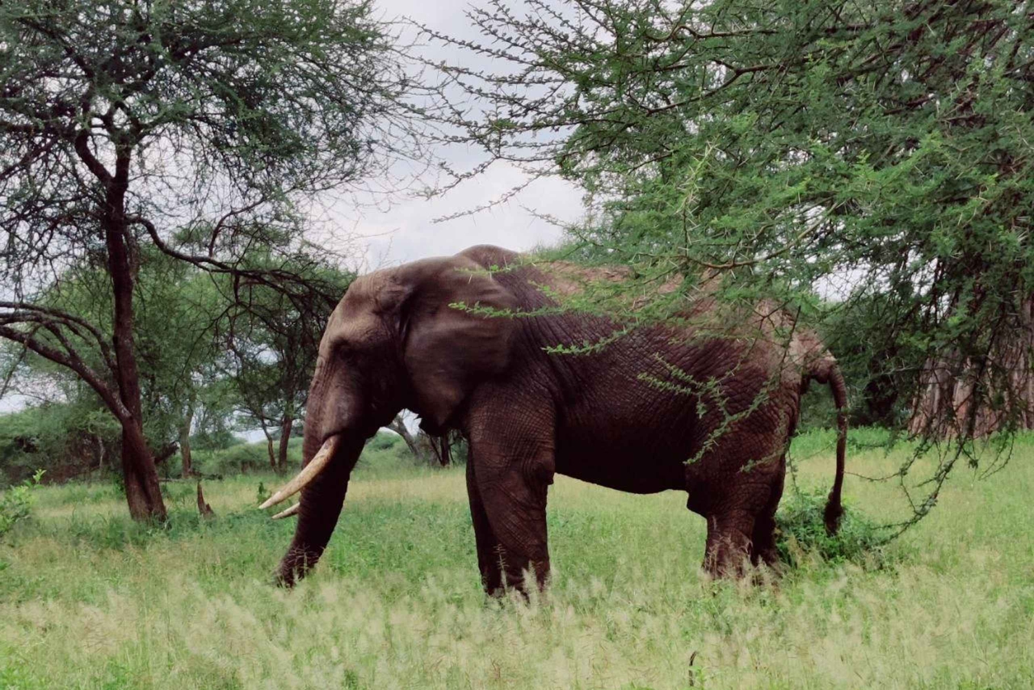 2-dagers Lake Manyara og Tarangire nasjonalparker