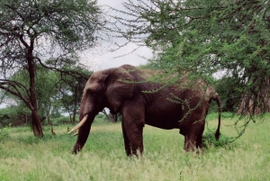 2-dagers Lake Manyara og Tarangire nasjonalparker