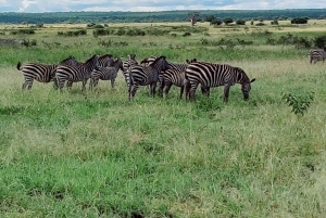2-dagers Lake Manyara og Tarangire nasjonalparker
