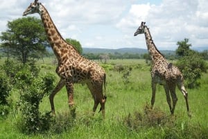 2 dages bedste safari i Mikumi National Park