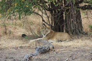 2-VUODEN paras safari Mikumin kansallispuistossa