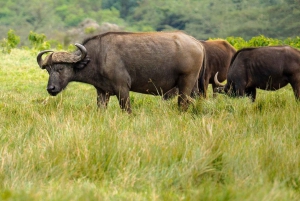 2 PÄIVÄÄ - MIKUMIN PUISTO DAR ES SALAAMISTA LUKSUSJUNALLA