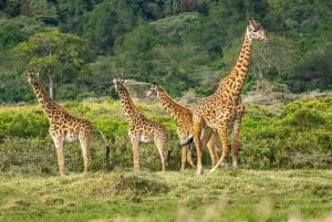 2 PÄIVÄÄ - MIKUMIN PUISTO DAR ES SALAAMISTA LUKSUSJUNALLA