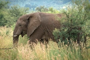 2 PÄIVÄÄ - MIKUMIN PUISTO DAR ES SALAAMISTA LUKSUSJUNALLA