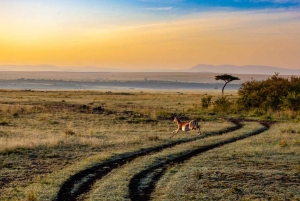 2 PÄIVÄÄ - MIKUMIN PUISTO DAR ES SALAAMISTA LUKSUSJUNALLA