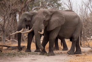 2 PÄIVÄÄ - MIKUMIN PUISTO DAR ES SALAAMISTA LUKSUSJUNALLA