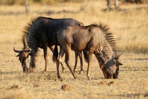 2 PÄIVÄÄ - MIKUMIN PUISTO DAR ES SALAAMISTA LUKSUSJUNALLA