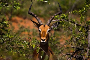 2 PÄIVÄÄ - MIKUMIN PUISTO DAR ES SALAAMISTA LUKSUSJUNALLA