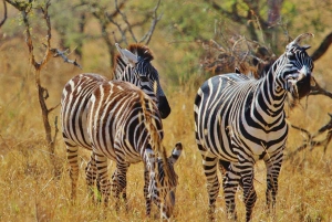 2 PÄIVÄÄ - MIKUMIN PUISTO DAR ES SALAAMISTA LUKSUSJUNALLA